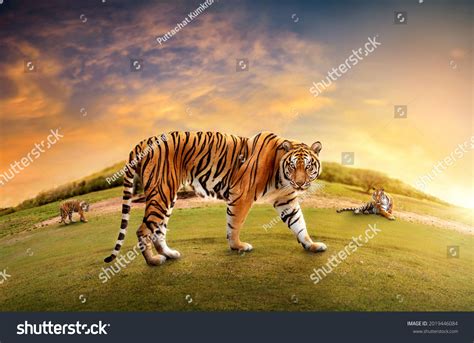 1,693 Tiger Walk Front Images, Stock Photos & Vectors | Shutterstock