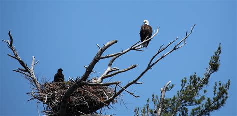 File:Bald Eagle guarding its nest (5924277825).jpg - Wikimedia Commons