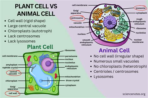 Difference Between Plant and Animal Cells