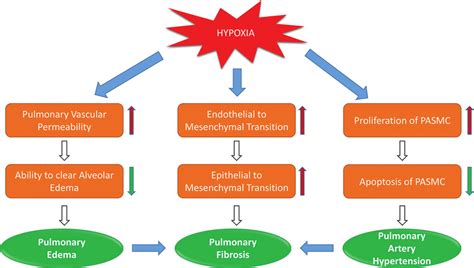 Summary of the effect of hypoxia on pulmonary tissue and vasculature.... | Download Scientific ...