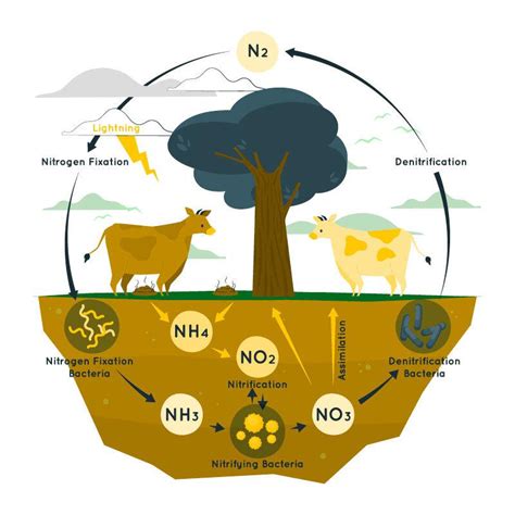 Nitrogen Fixation - Types, and Concept of Nitrogen Metabolism