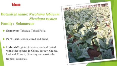 Medicinal uses of tobacco