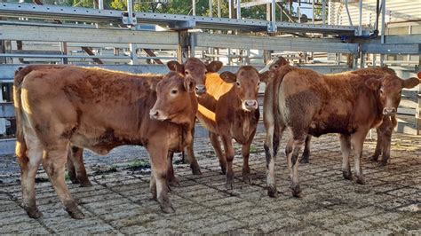 NSW cattle: Steer calves see 416c/kg | The Weekly Times