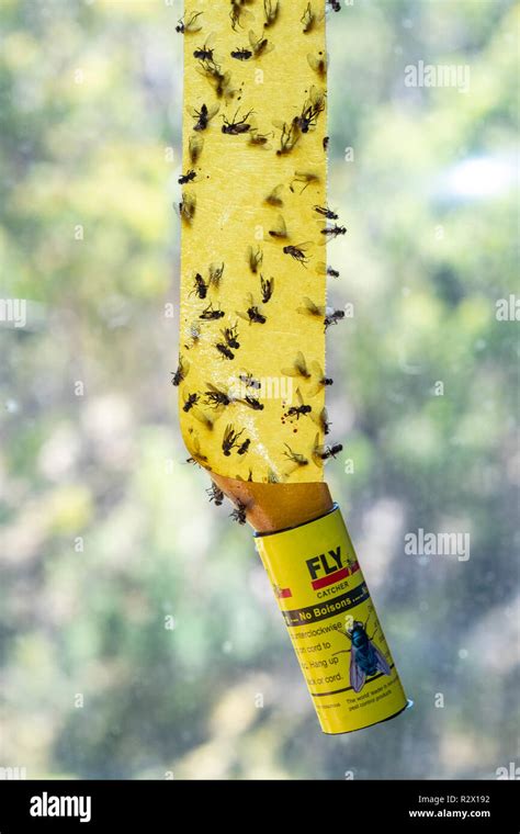 Flies And Sticky Paper High Resolution Stock Photography and Images - Alamy