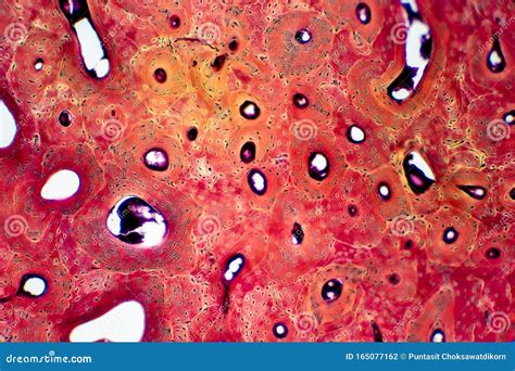 Histology of Human Compact Bone Tissue Under Microscope View for Education Stock Photo - Image ...