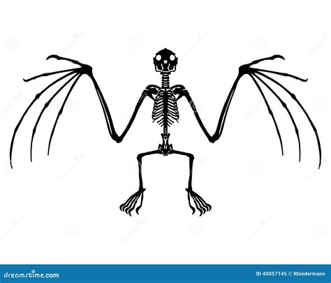 Bat skeleton stock vector. Image of vector, isolated - 40057145