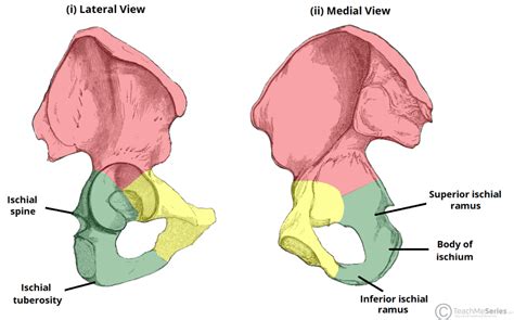 The Hip Bone - Ilium - Ischium - Pubis - TeachMeAnatomy