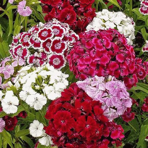 Sweet William Seeds | Sweet William Dianthus Barbatus | Dianthus flowers, Sweet william flowers ...