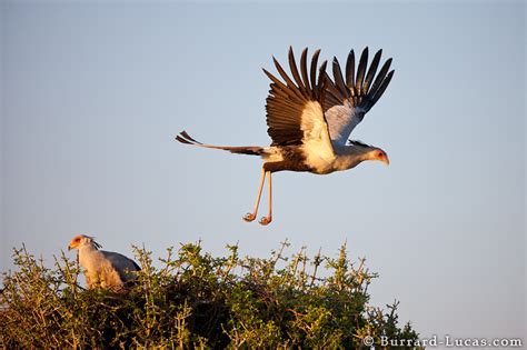 Secretary Bird Flying - Burrard-Lucas Photography