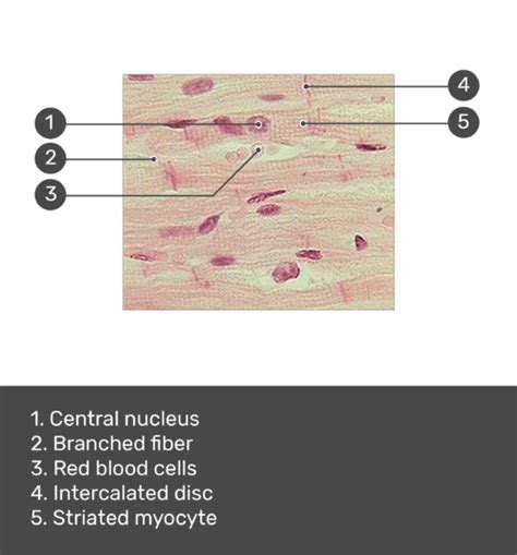 Cardiac muscle tissue: function and labeled diagram | GetBodySmart