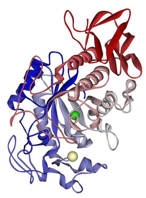 Speichel-Amylase - Wikiwand