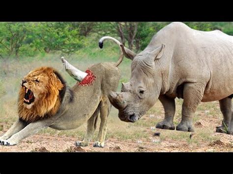 Animal World - Powerful Rhino vs Lion Real Fight Wild Animal Attacks - YouTube