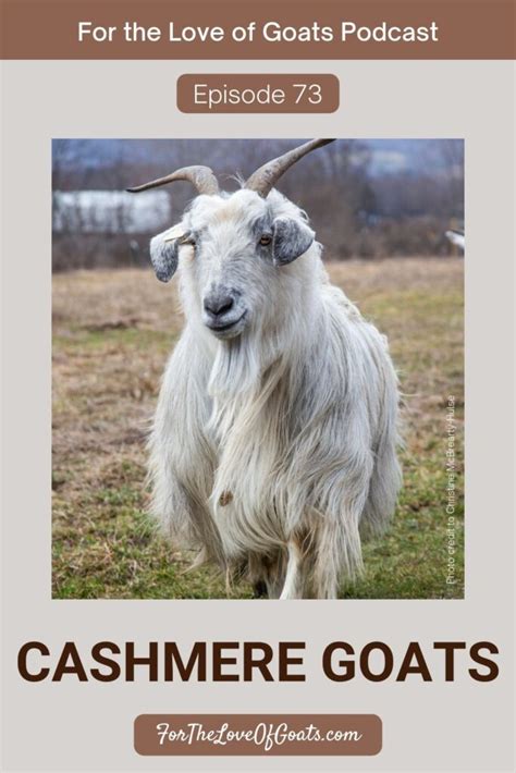 Cashmere Goats