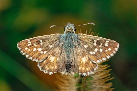 11 Spiritual Meanings of a Brown Moth in The House