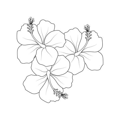 Hibiscus Flowers Drawing Tutorial - vrogue.co