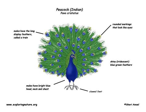 Peacock (Indian)