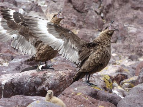 Brown Skua, A Gladiator of Birds | Wild View