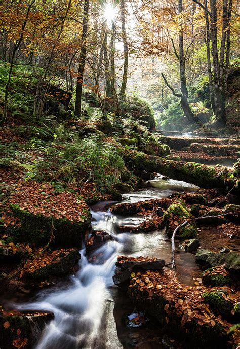 Stream Flowing Through Autumn Forest #1 by Pablo García Osés