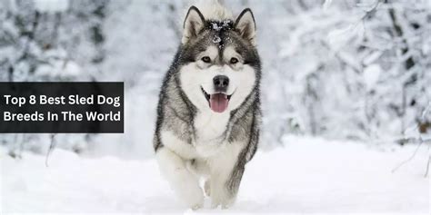 Top 8 Best Sled Dog Breeds In The World