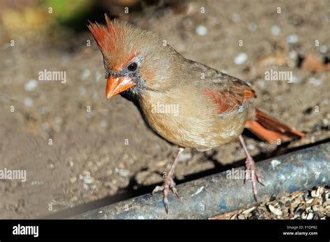 Female Northern Cardinal Ground Feeding Stock Photo - Alamy