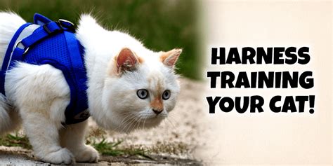 Harness Training your Cat