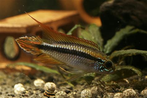 Apistogramma agassizii (Agassizi’s Dwarf Cichlid) — Seriously Fish