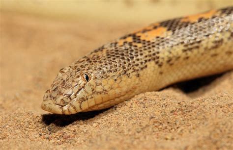 Arabia Sand Boa (Eryx jayakari) | Harmless snakes, Snake, Reptiles