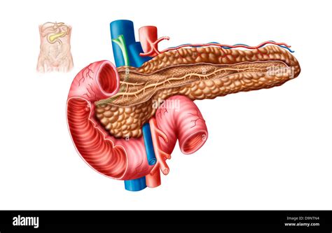 Pancreas Diagram Unlabeled