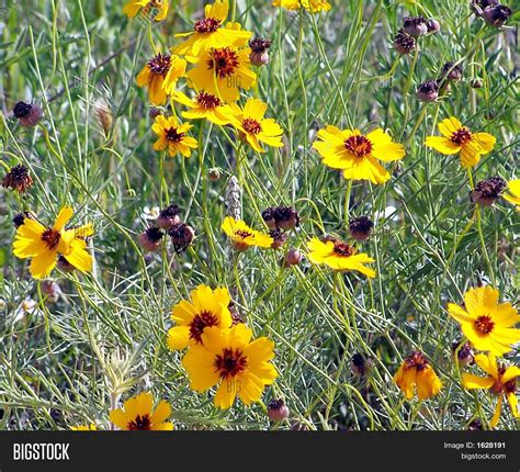 Texas Yellow Wildflowers Image & Photo | Bigstock