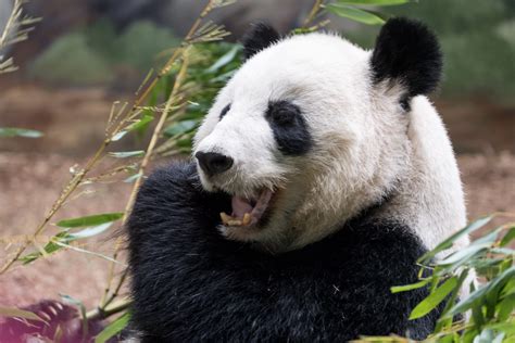 Panda Eating Bamboo | Eric Kilby | Flickr