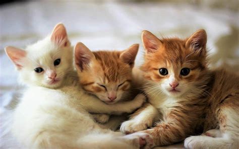 Easter Kittens Wallpapers - Wallpaper Cave