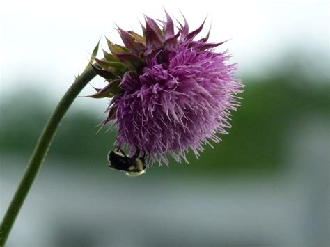 animals in the wild, insect, milk thistle, vulnerability, Bumble Bee, flower, bee, pollination ...