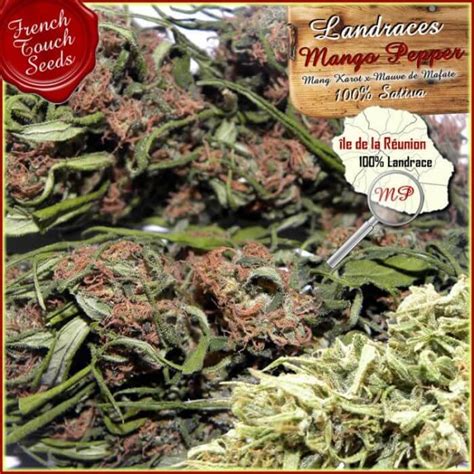 Graines de cannabis régulières Mango Pepper de French Touch Seeds