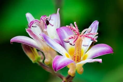 What Is Azucena Flower ? Meaning And Symbolism - Blooming Flowers