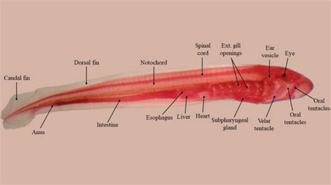 Larval lamprey | Atlas of Comparative Vertebrate Anatomy