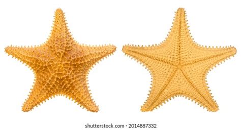 Brown Starfish Isolated On White Background Stock Photo (Edit Now) 2014887332