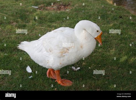 Duck feet hi-res stock photography and images - Alamy