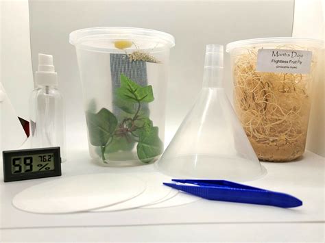 Praying Mantis Keepers Starter Kit for Sale - ScienceAGogo