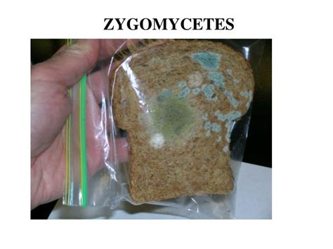 PPT - ZYGOMYCETES PowerPoint Presentation, free download - ID:3378517