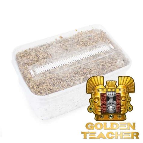 Golden Teacher Grow kit | NLNaturals Smartshop Wolesale