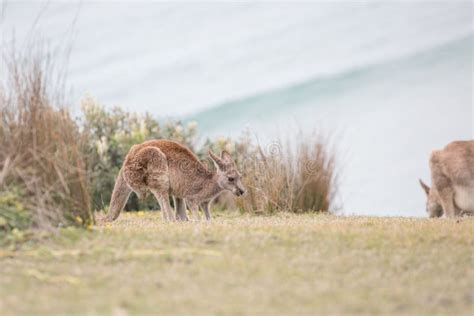 Kangaroos Playing at Emerald Beach, Australia. Stock Photo - Image of ...