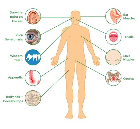 Vestigial Organs - Definition, Features, Importance, Examples, and FAQs