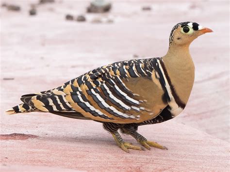 Painted Sandgrouse - eBird