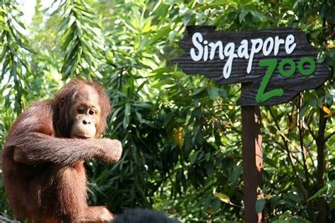 Singapore Zoo 2024