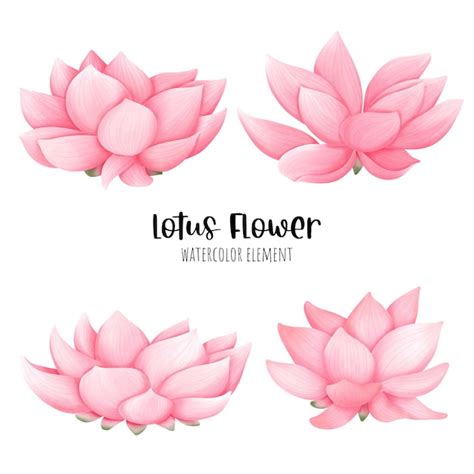 Premium Vector | Beautiful watercolor of lotus flower