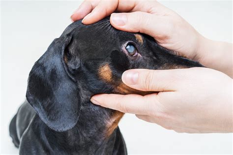 Signs of Glaucoma Every Dog Owner Should Know | Reader's Digest