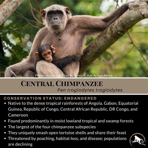 Central Chimpanzee | New England Primate Conservancy