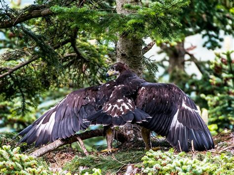 Golden Eagle Nesting: Strategies and Behaviors Explored | Birdfact