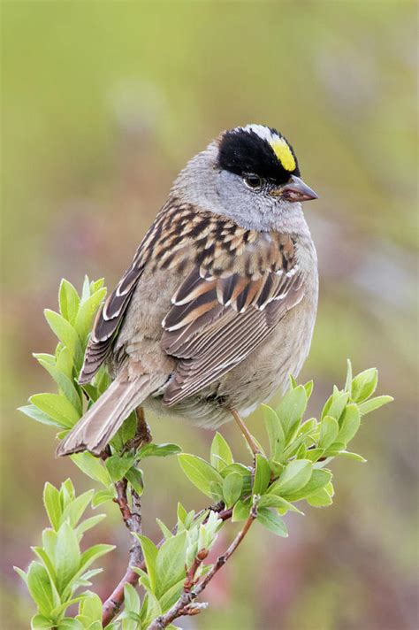 Golden-crowned Sparrow Photograph by Ken Archer - Fine Art America