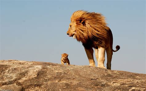 Male lion with cub wallpaper | 1920x1200 | #13779